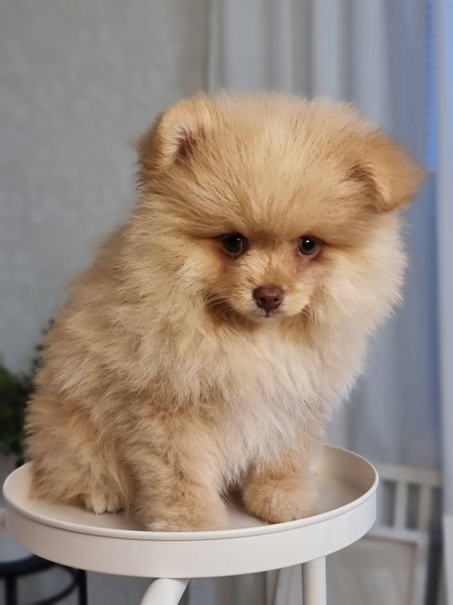 Fluffy Soul's