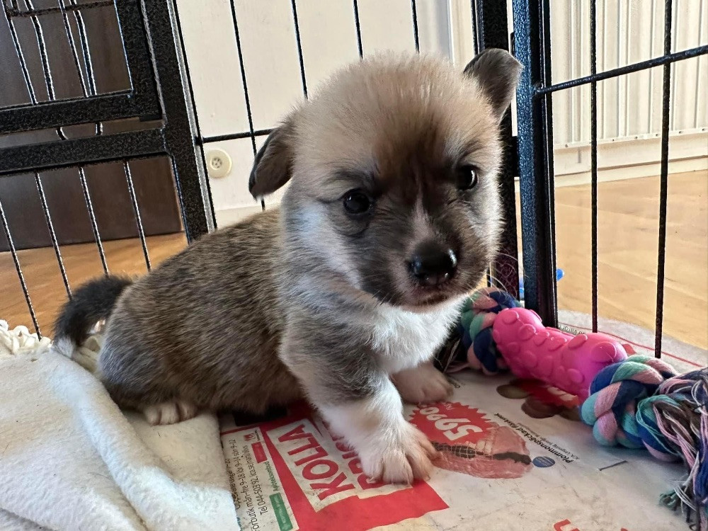 Balsbys corgi