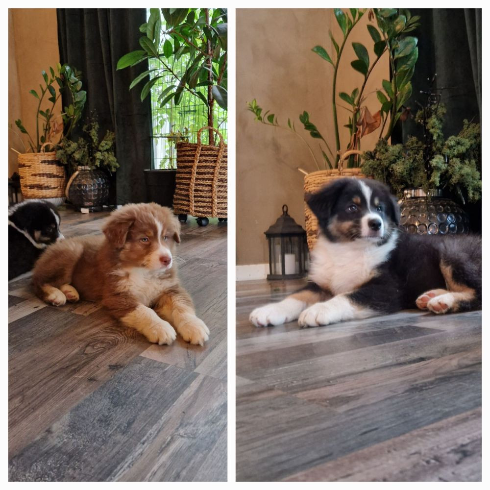 Australian shepherd