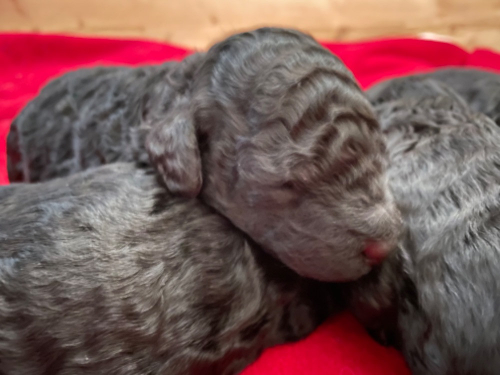 Medium Poodle