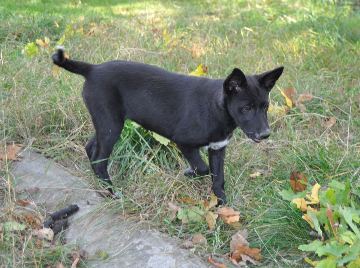 Canaan Dog
