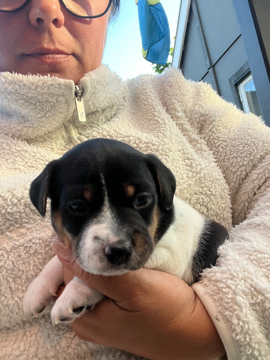 Dansk-svensk gårdshund