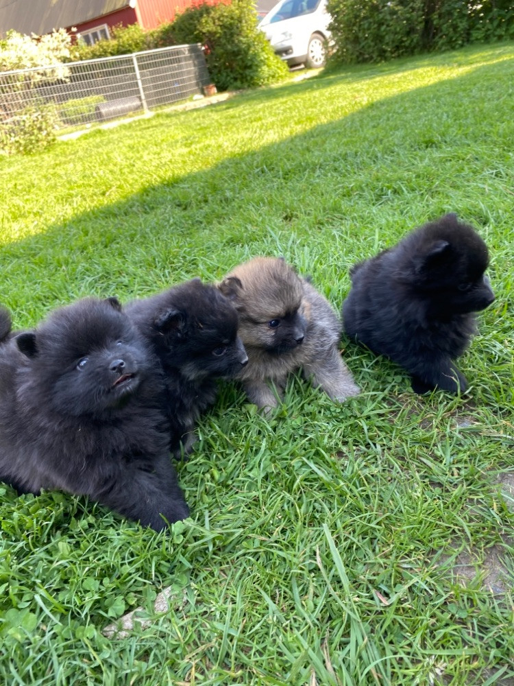 Piontassens kennel