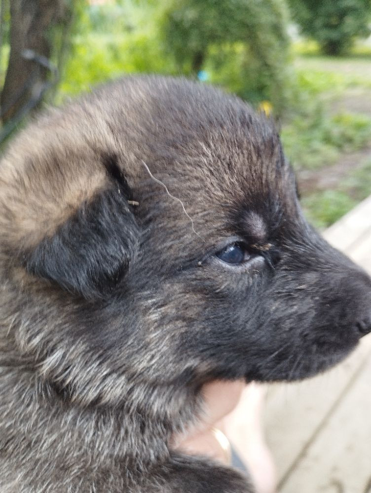 German Shepherd Dog