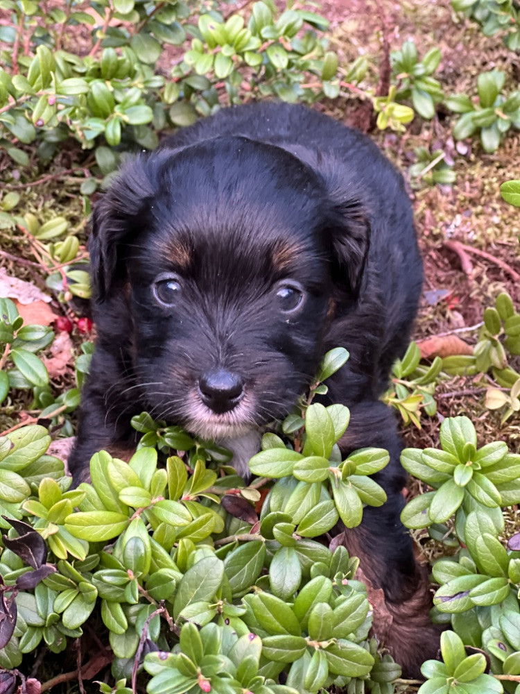 Isadoras Pudel och Cockerpoo