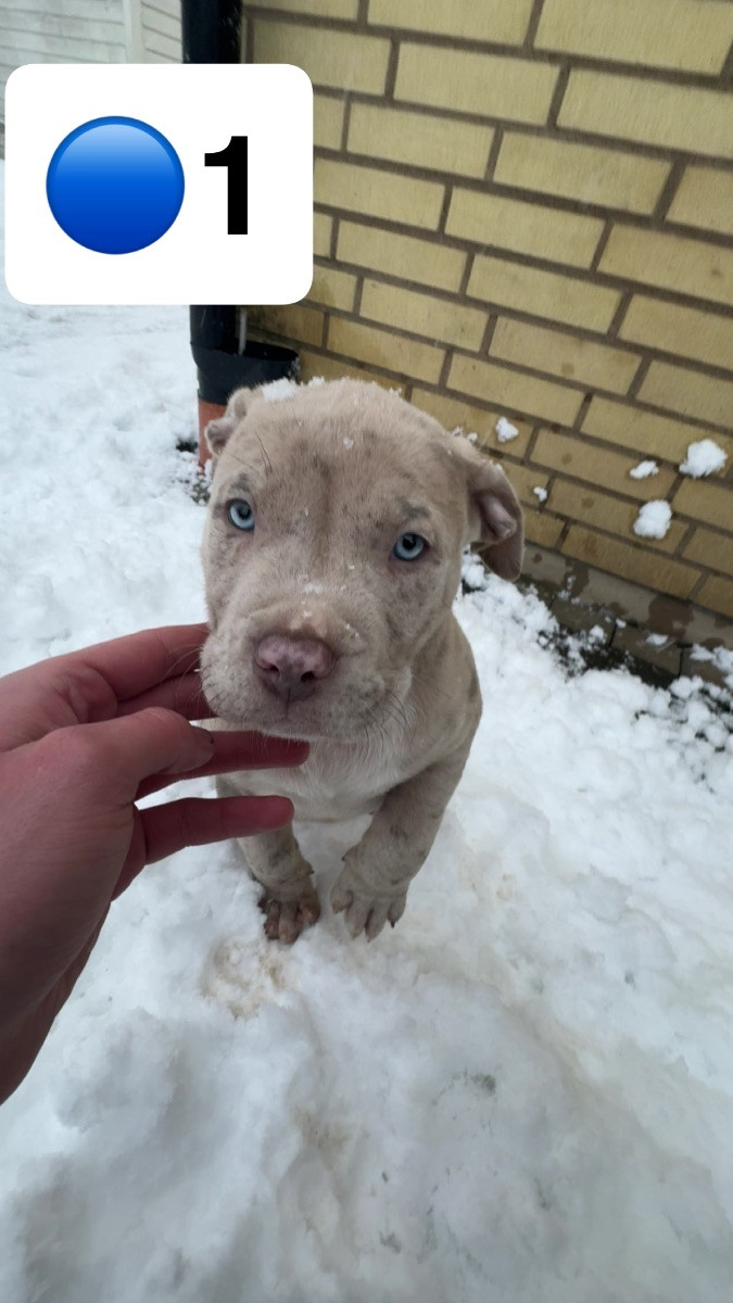 American Bully · 2025-09-24 · Helsingborg · Admir M.