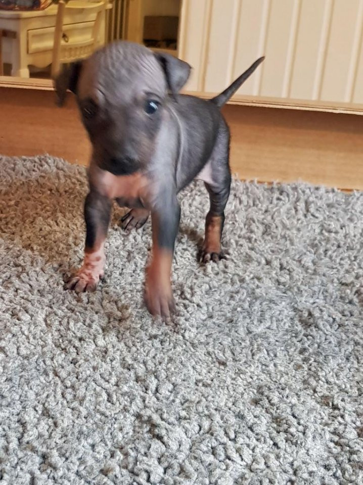 American Hairless Terrier