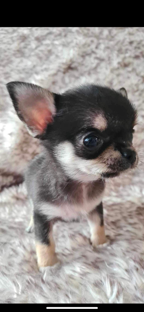 Mini chipette