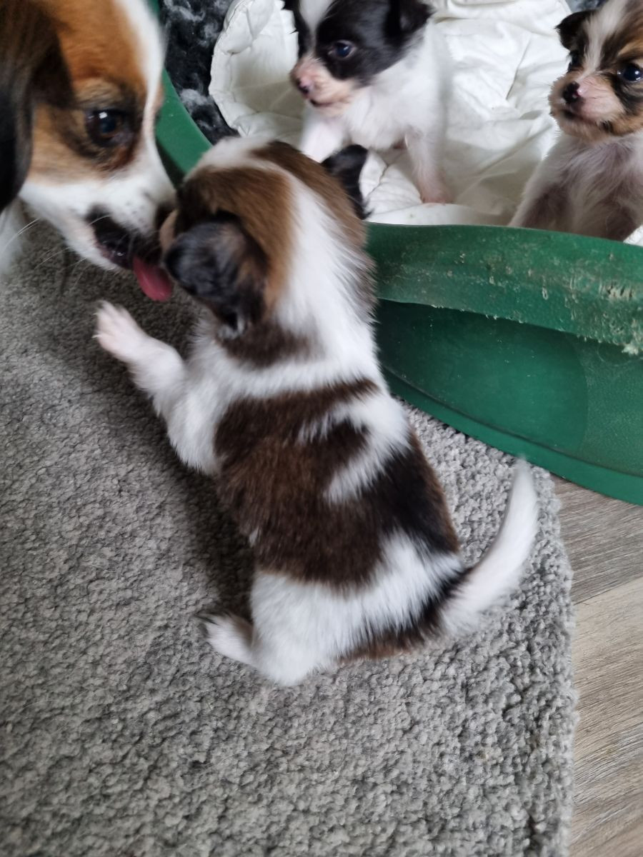 Kelebeks kennel