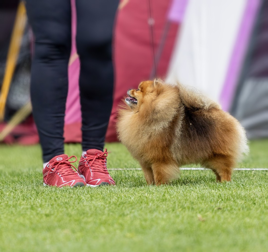 Black Orange's Pomeranian