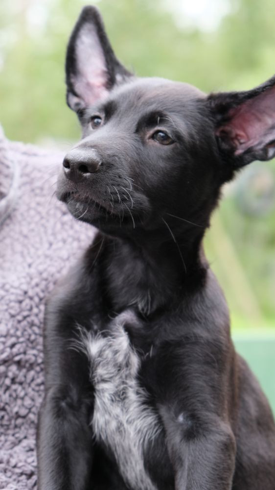 Xoloitzcuintle