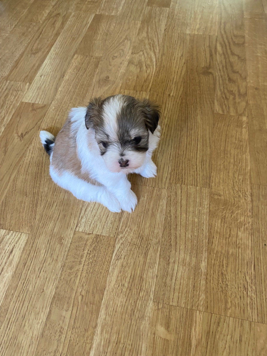 Havanese