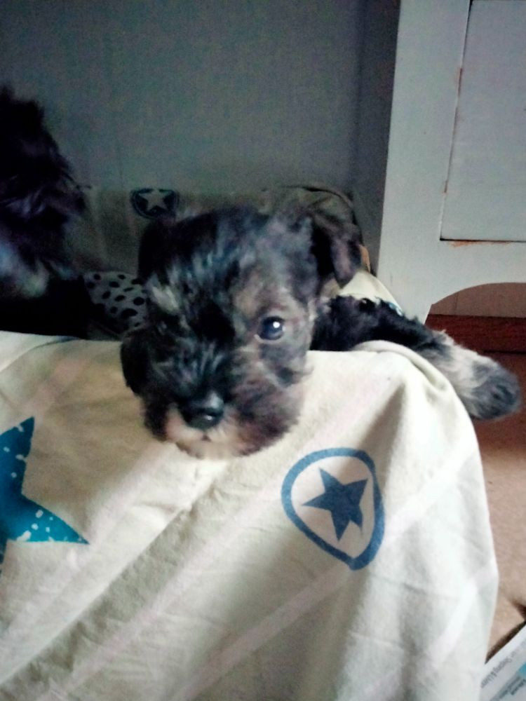 Dværgschnauzer