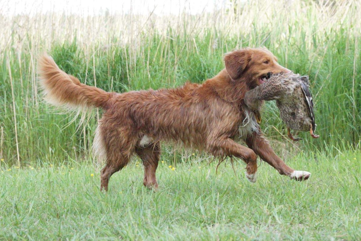 Nova Scotia Duck Tolling Retriever