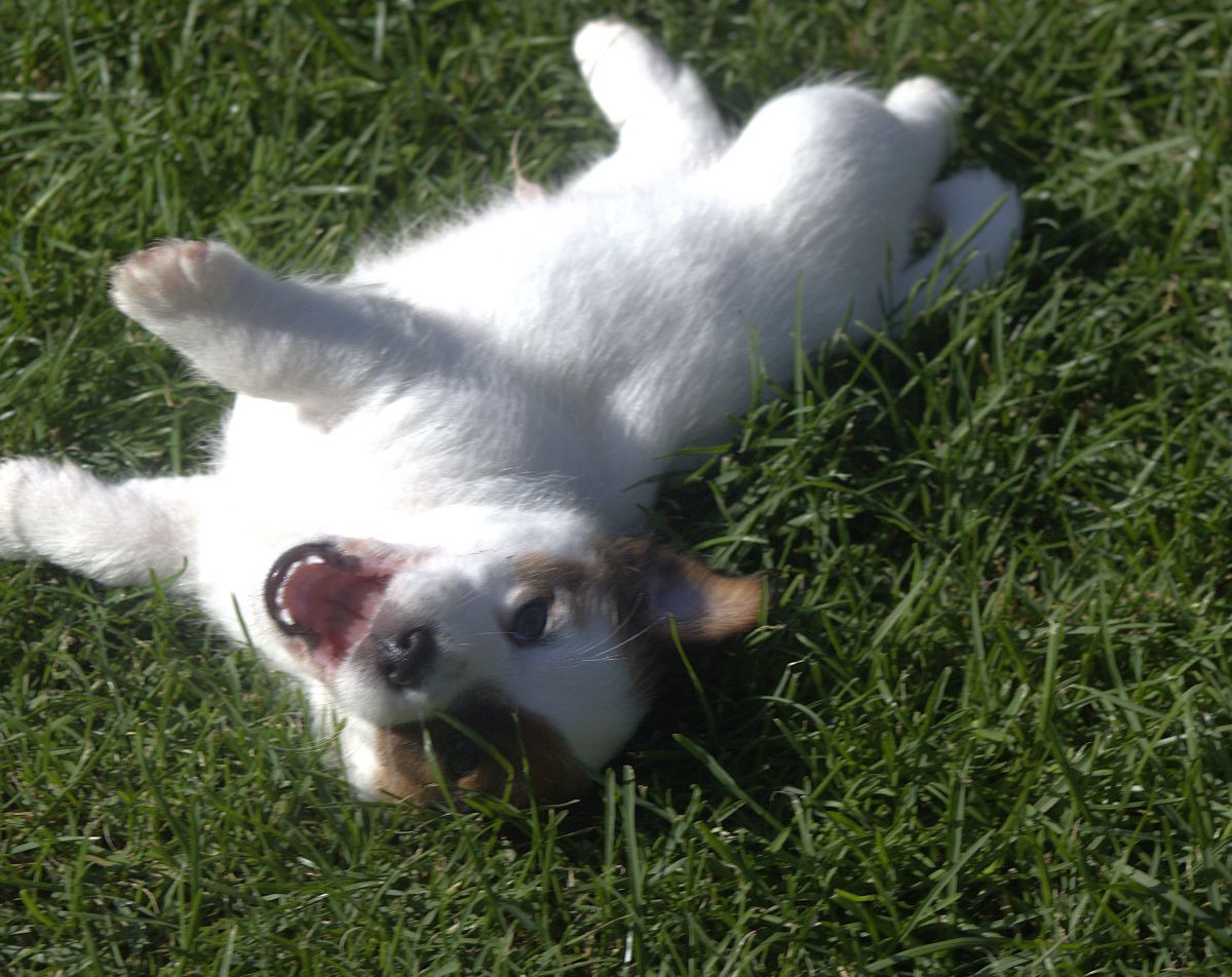 Jack russell terrier