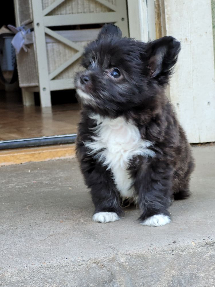 Blandras: Chihuahua blandning