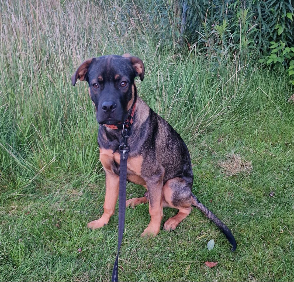 Amstaff/Rottweiler/Canecorso