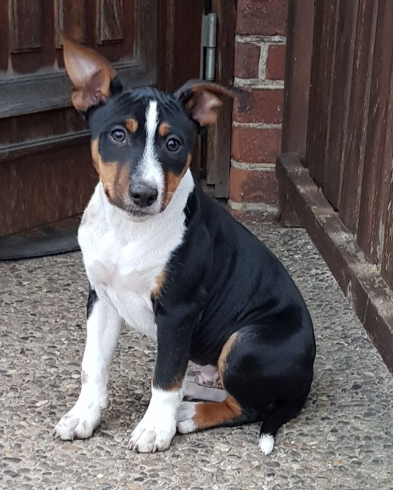 Rat Terrier