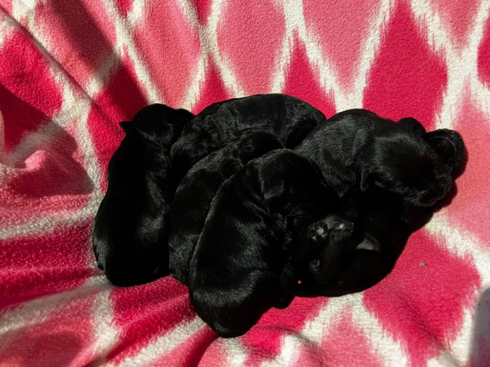 Miniature Schnauzer
