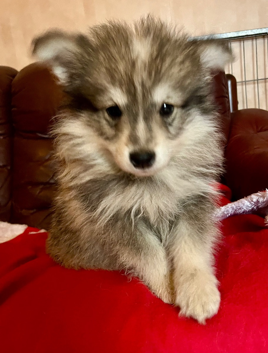 Finnish Lapphund · 2025-09-22 · Sölvesborg · Bobbans