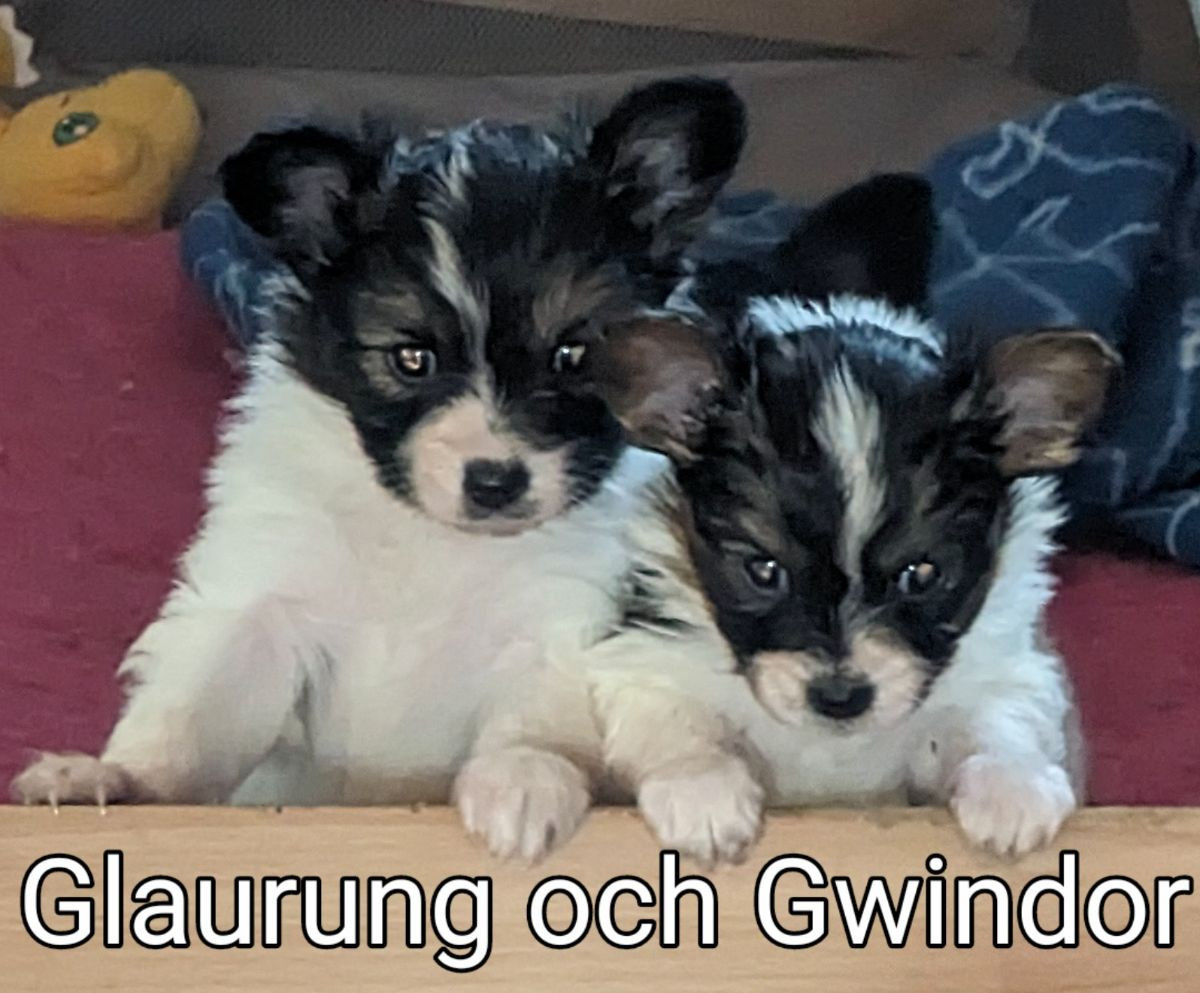 Skallvrån's