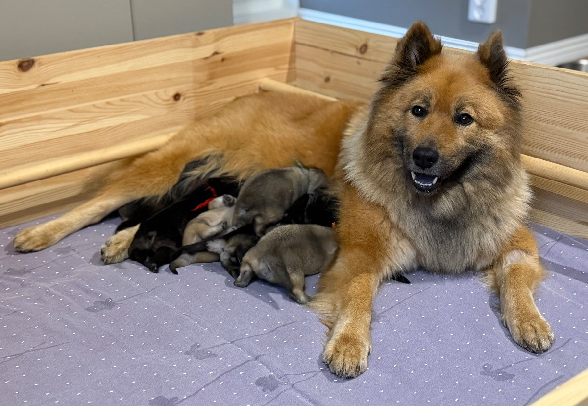 Kennel Sorschies