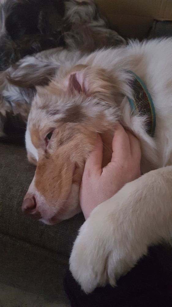 Australian shepherd