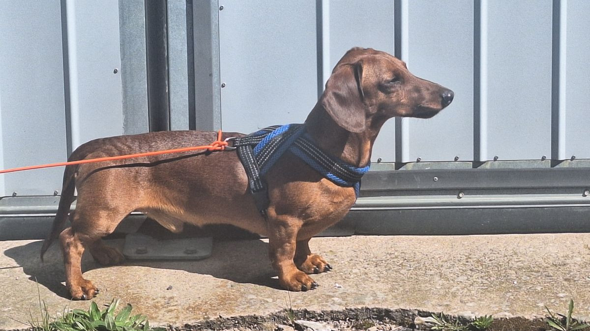 SE59271/2022 Your Choice Zlatan