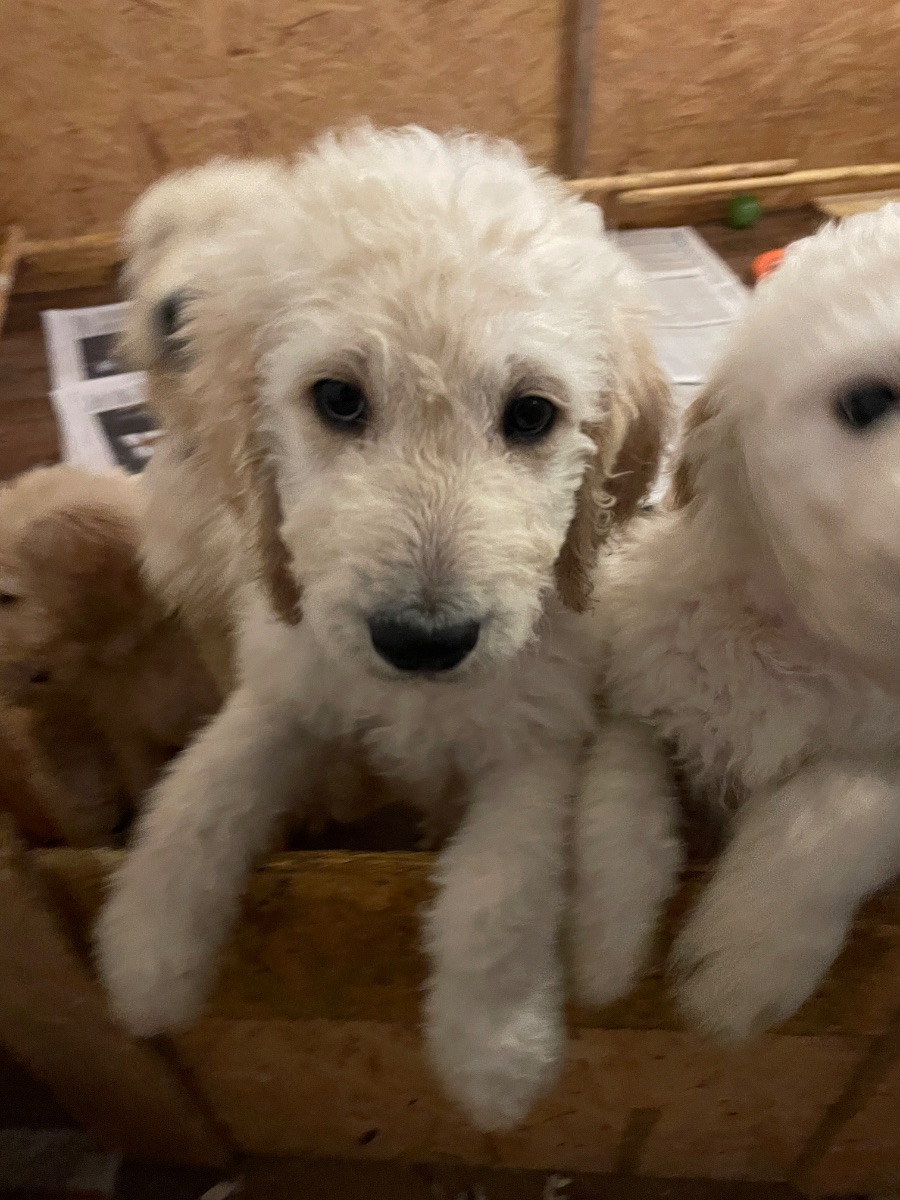 Lugnets kennel
