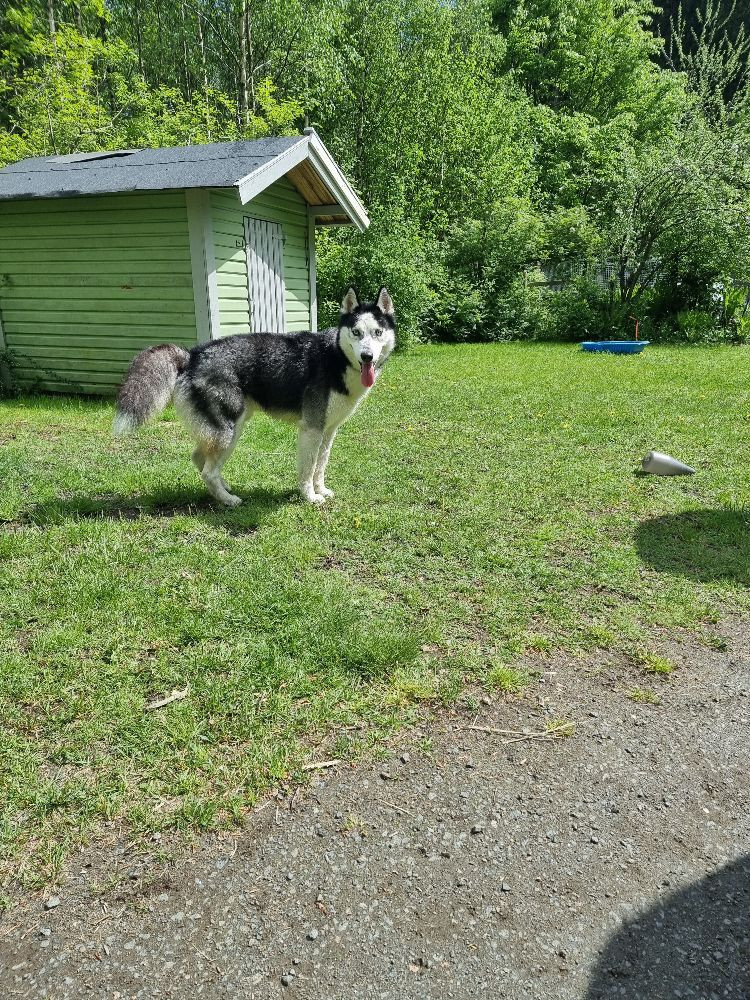 Wolfbrezze