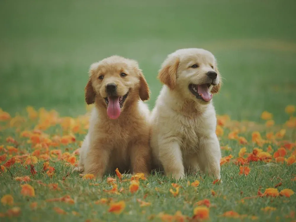 Skåneretrievers