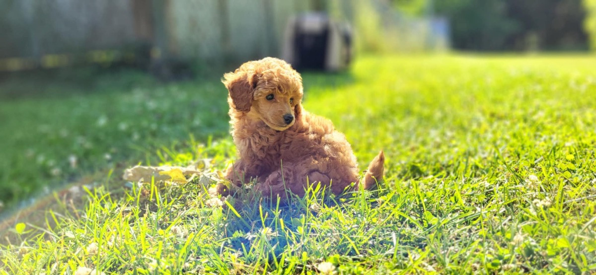 AW