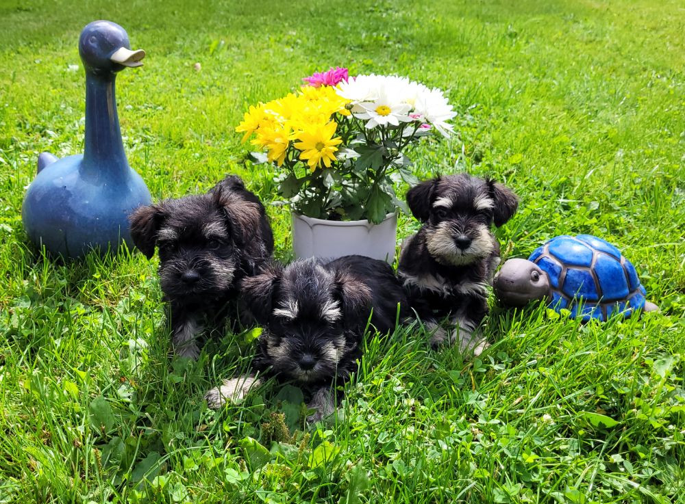 Miniature Schnauzer