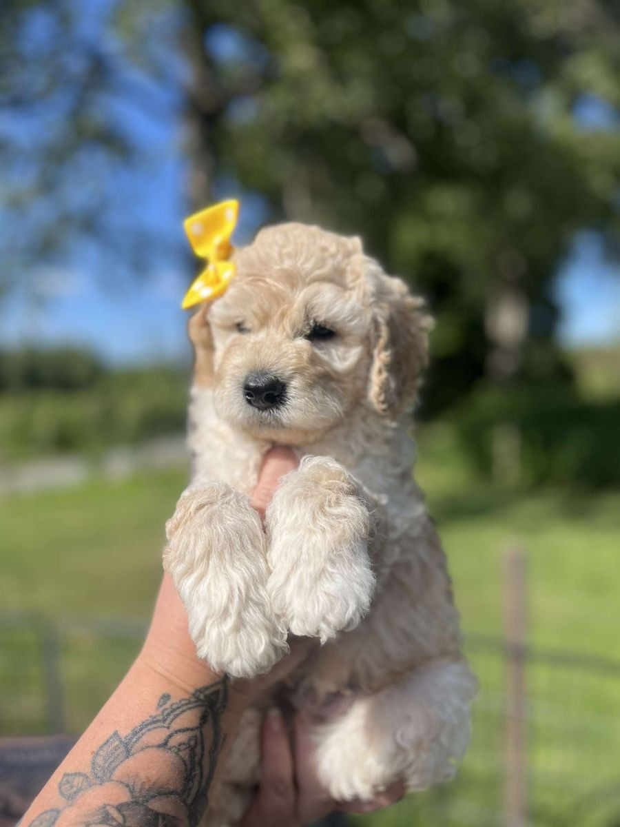 Lyckornaslabradoodle