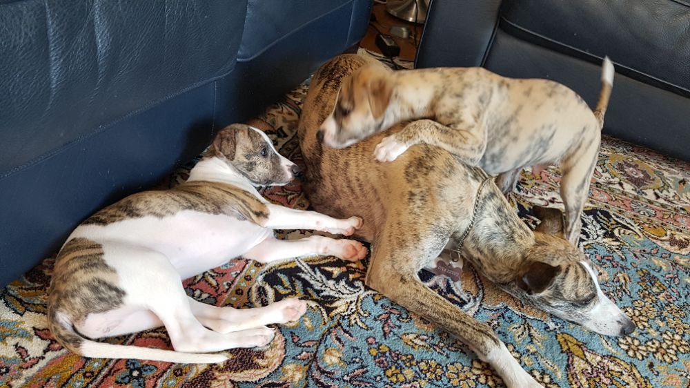 Whippet