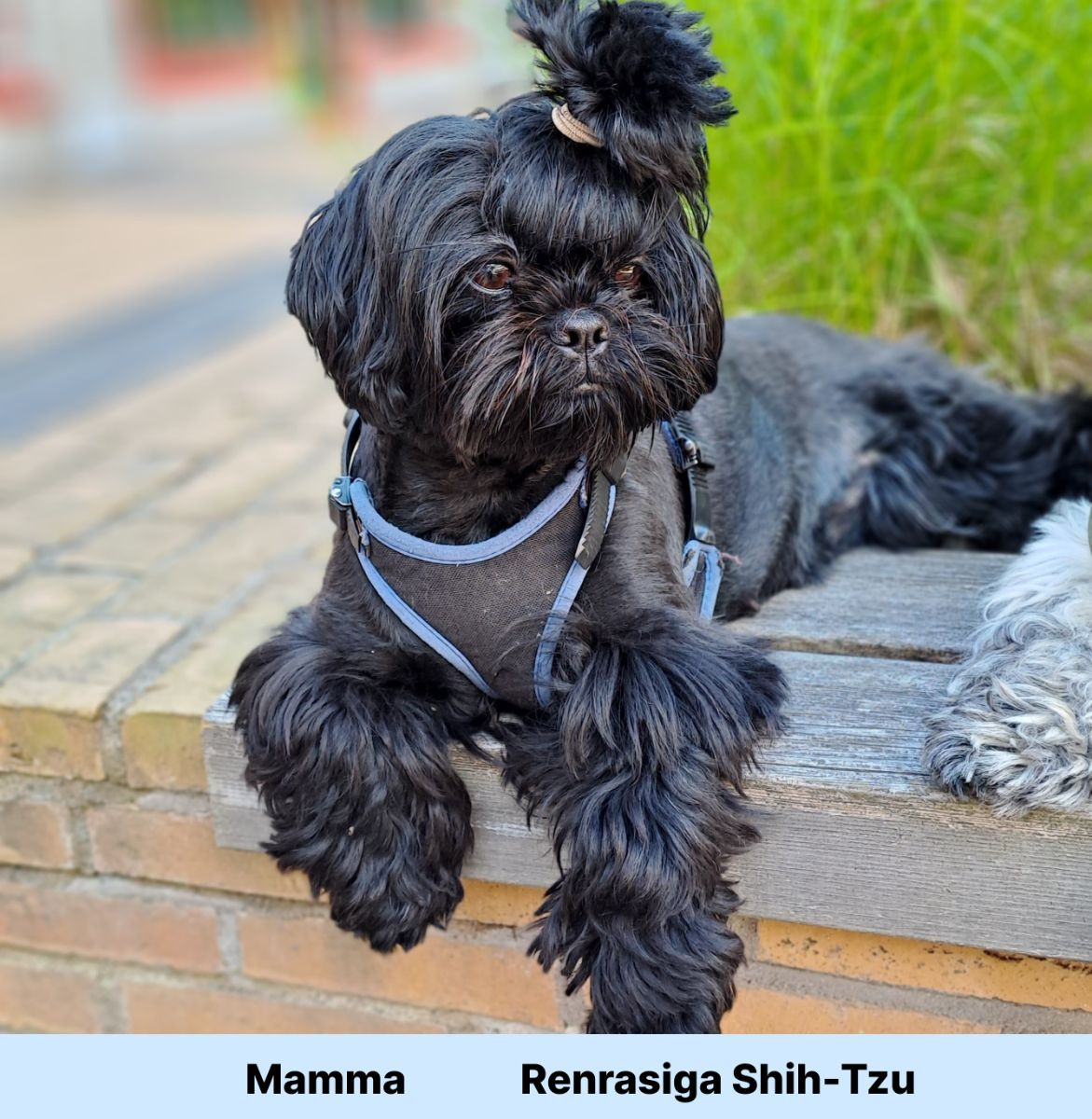 The merry shih-tzu family