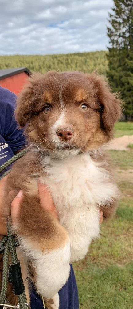 Aussie Bio Gård