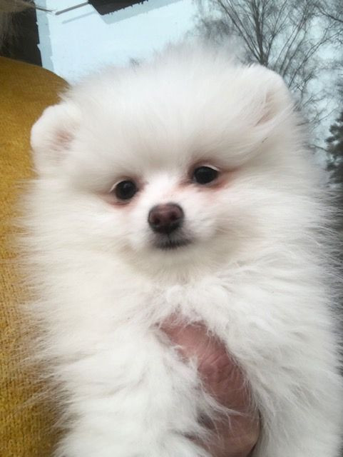 Fluffers