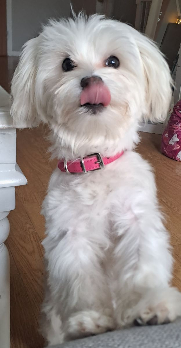 Maltipoo