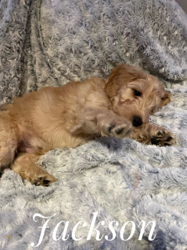 Multigeneration labradoodle