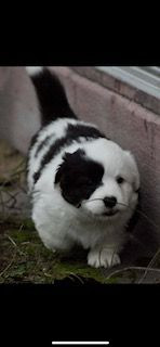 Welsh Corgi Cardigan