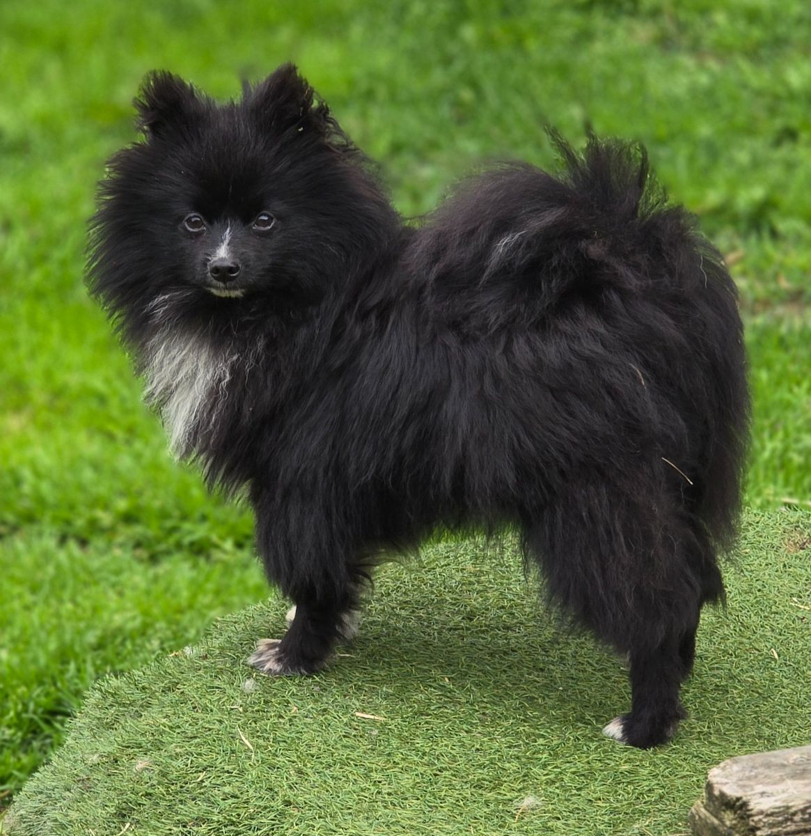 German Spitz – Kleinspitz