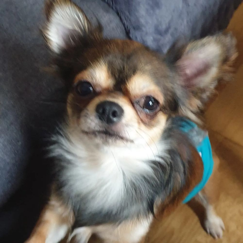 Rocco Pawz