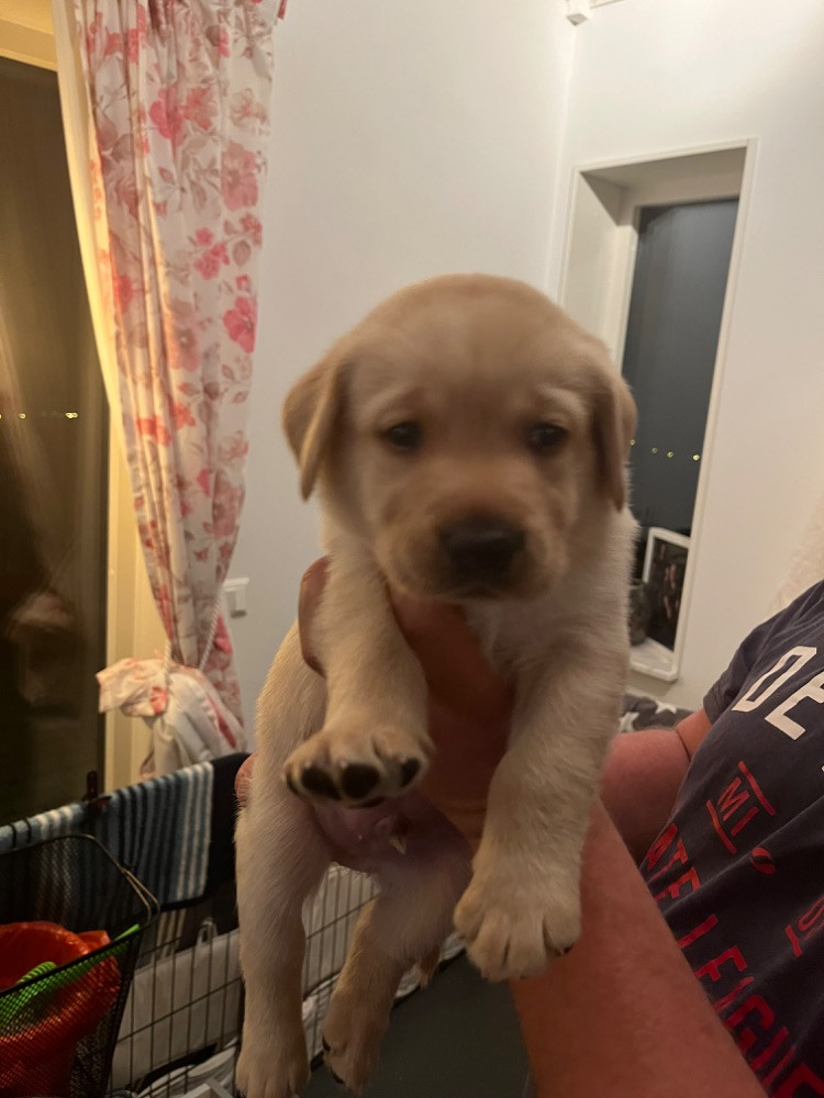 Labrador Retriever