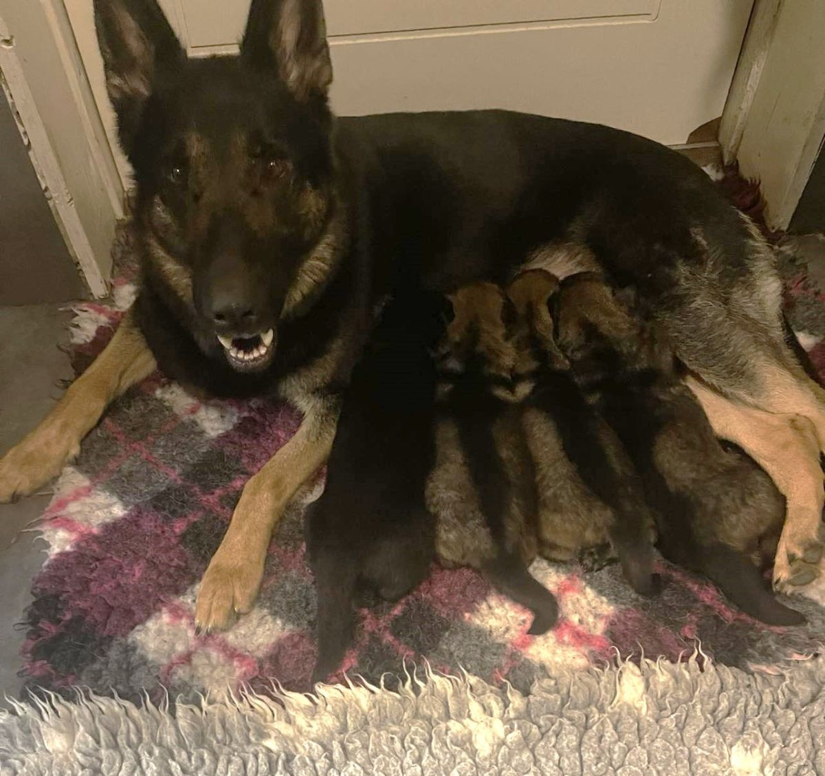 Kennel Snibor Anzi