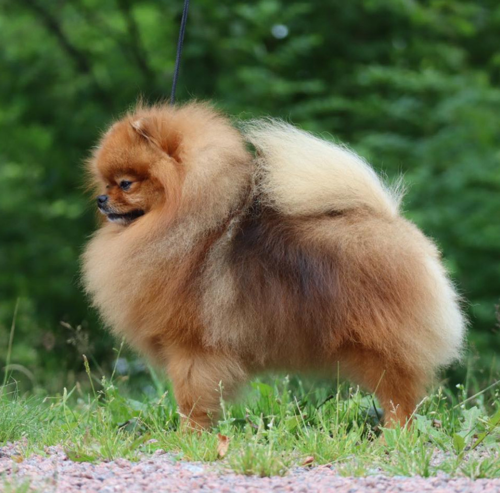 Pomeranian
