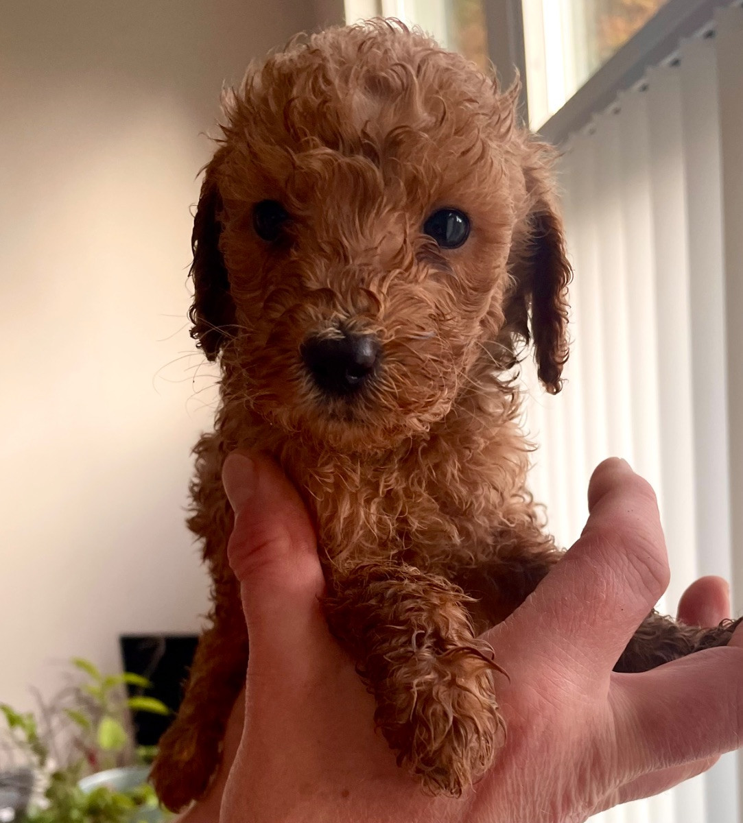 Fluffssons