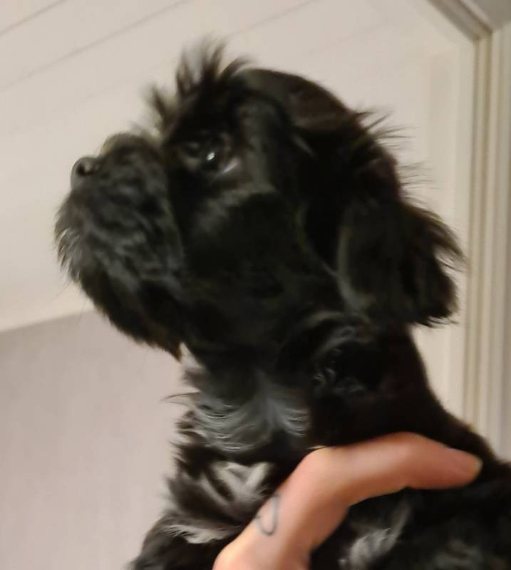 Ek-kvistens kennel