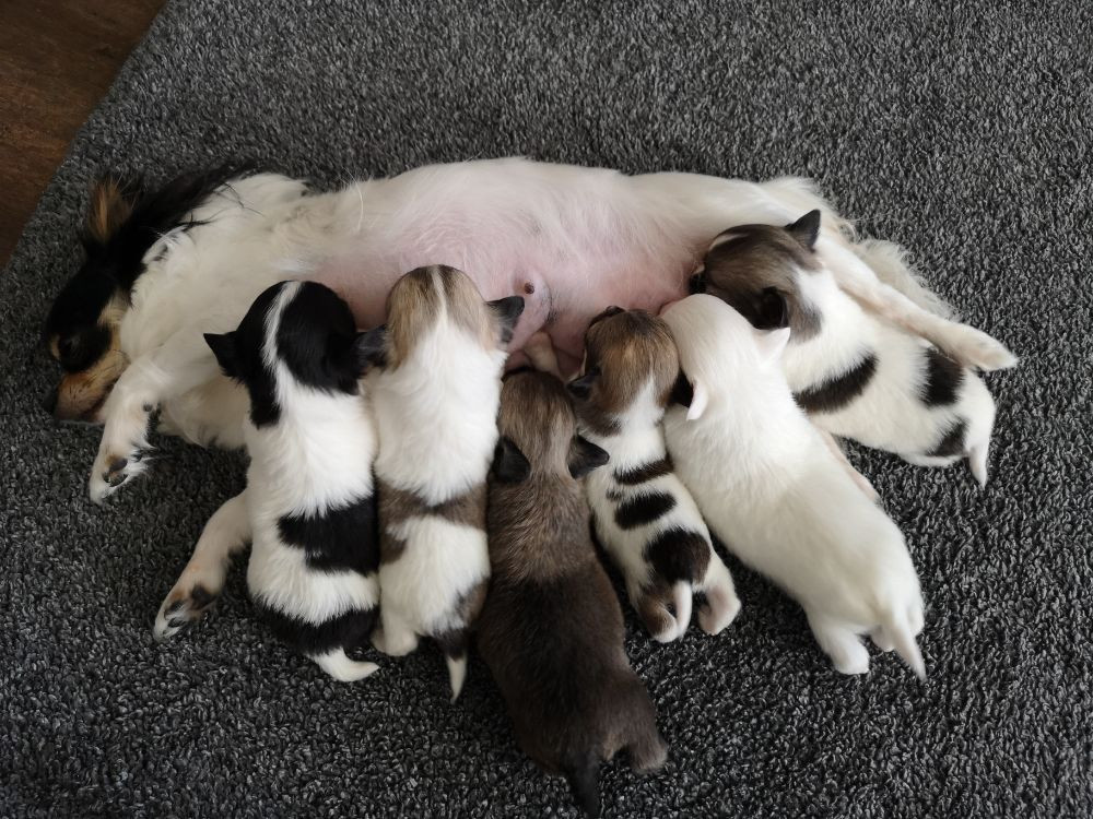 Bohusklippans
