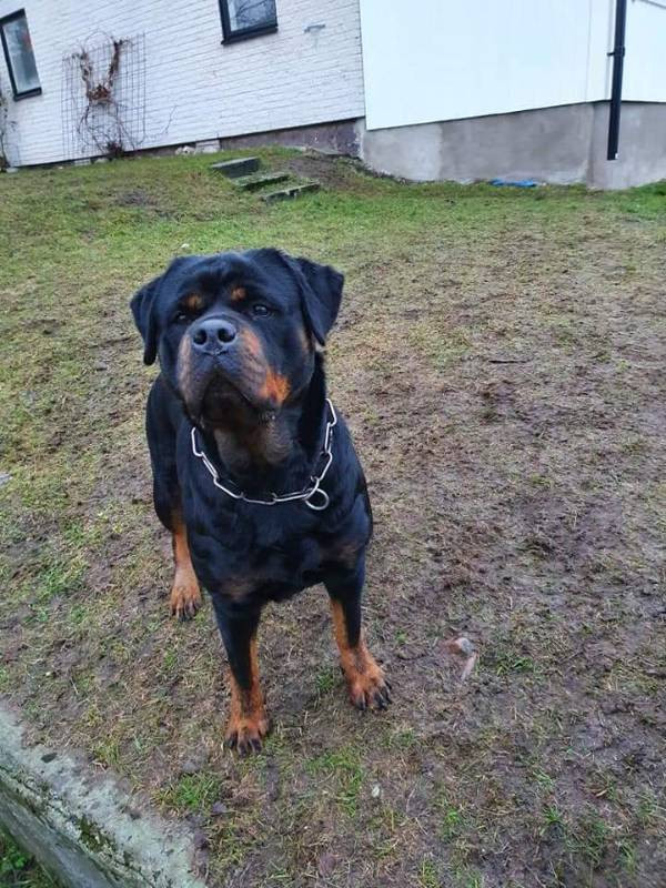 Balkan Iko’s Rottiss